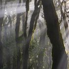 Die erste Sonne nach tagelangem Regen im Nebelwald Garajonay