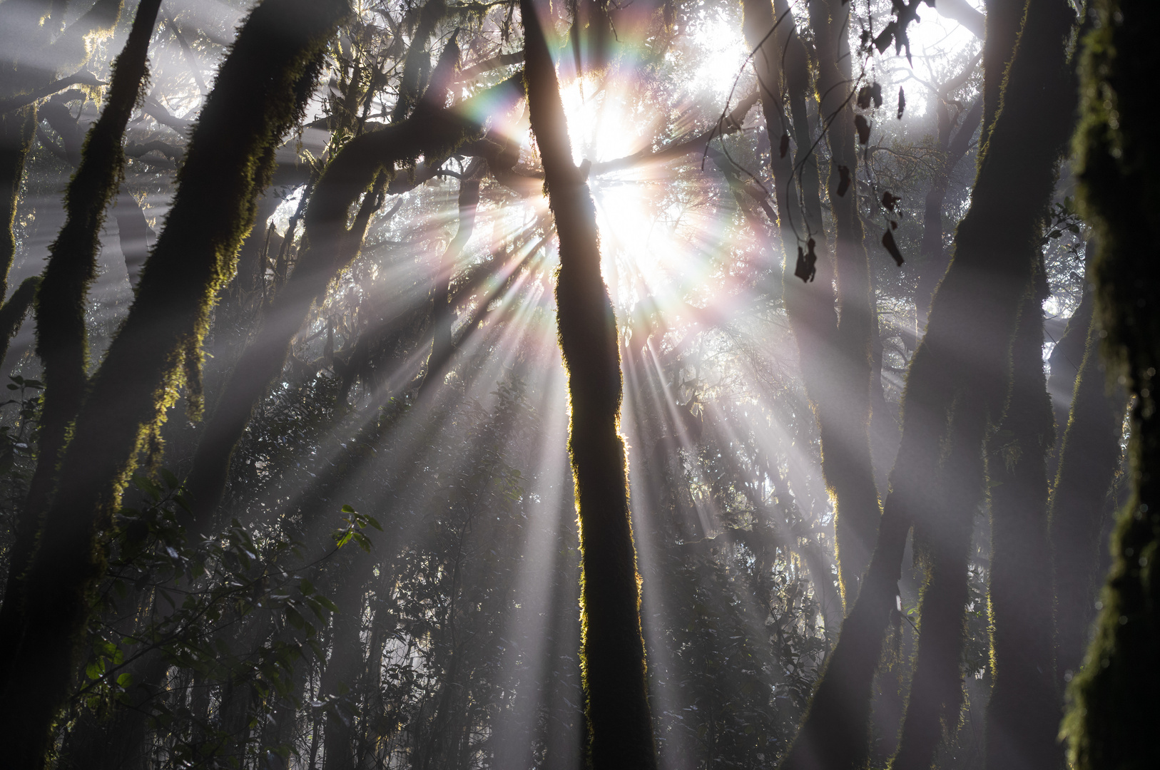 Die erste Sonne nach tagelangem Regen im Nebelwald Garajonay