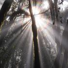 Die erste Sonne nach tagelangem Regen im Nebelwald Garajonay