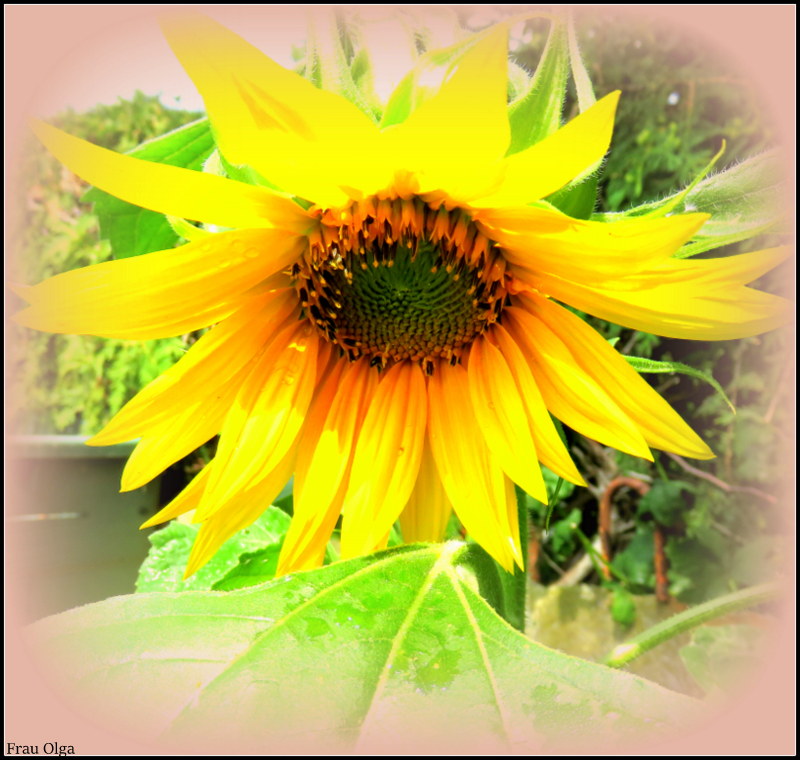 Die erste Sonnenblume in meinem Garten