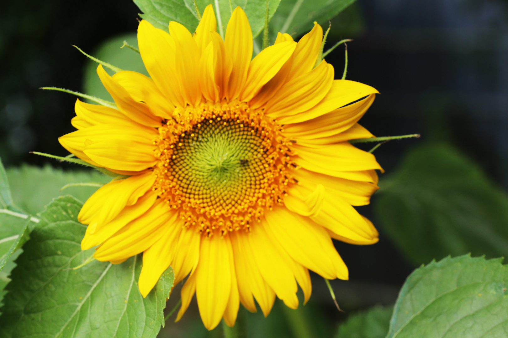 Die erste Sonnenblume, von den Vögeln gesät.