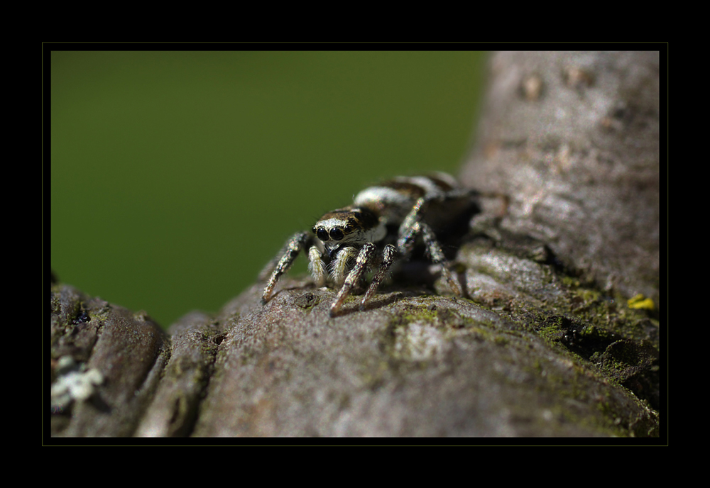 die erste spinne...