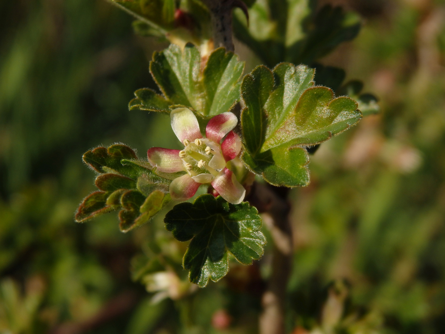 Die erste Stachelbeerblüte im März