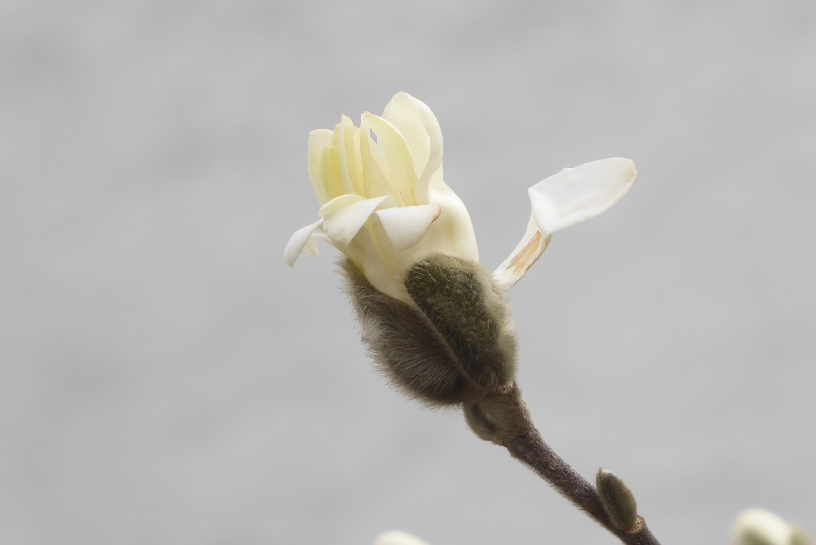 Die erste Sternmagnolie