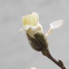 Die erste Sternmagnolie