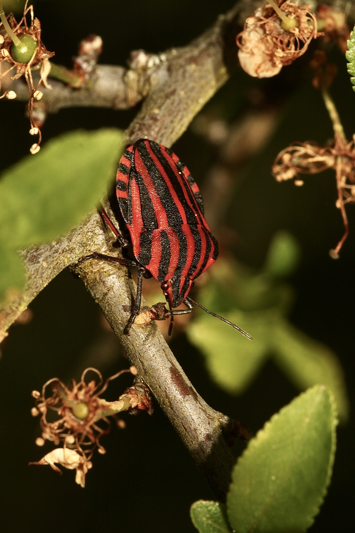 Die erste Streifenwanze (Graphosoma italicum) des Jahres!