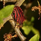 Die erste Streifenwanze (Graphosoma italicum) des Jahres!