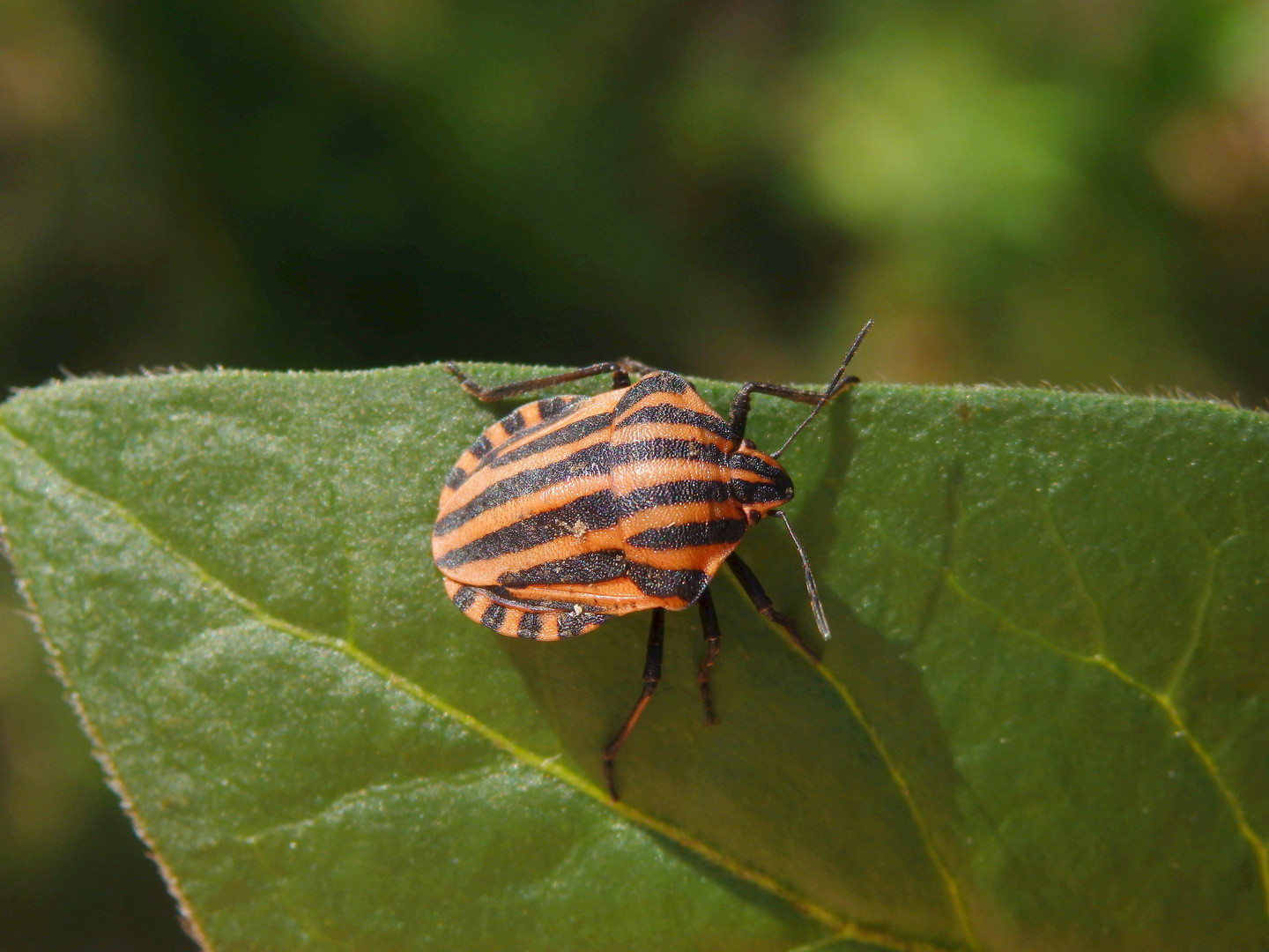 Die erste Streifenwanze (Graphosoma italicum) im März 2020