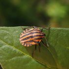 Die erste Streifenwanze (Graphosoma italicum) im März 2020