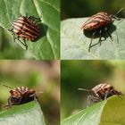 Die erste Streifenwanze (Graphosoma italicum) im März 2020