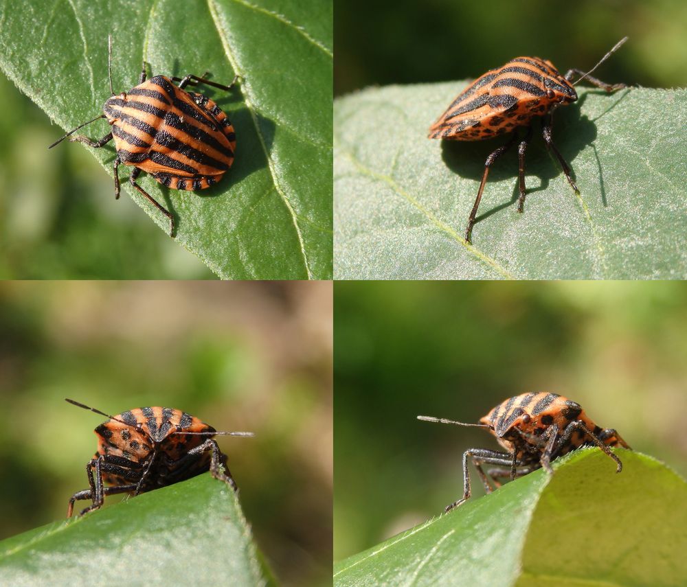 Die erste Streifenwanze (Graphosoma italicum) im März 2020