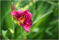 die erste Taglilie blüht im Garten