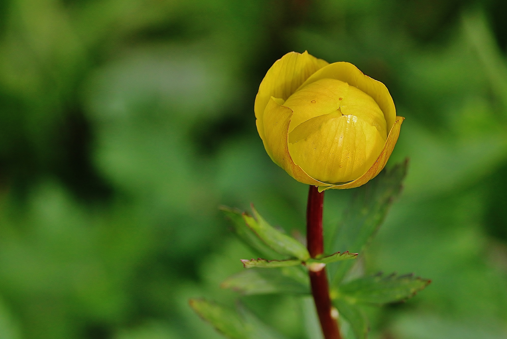 Die erste Trollblume des Jahres...