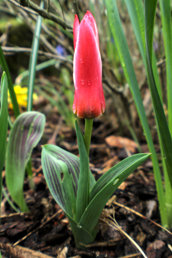 Die erste Tulpe