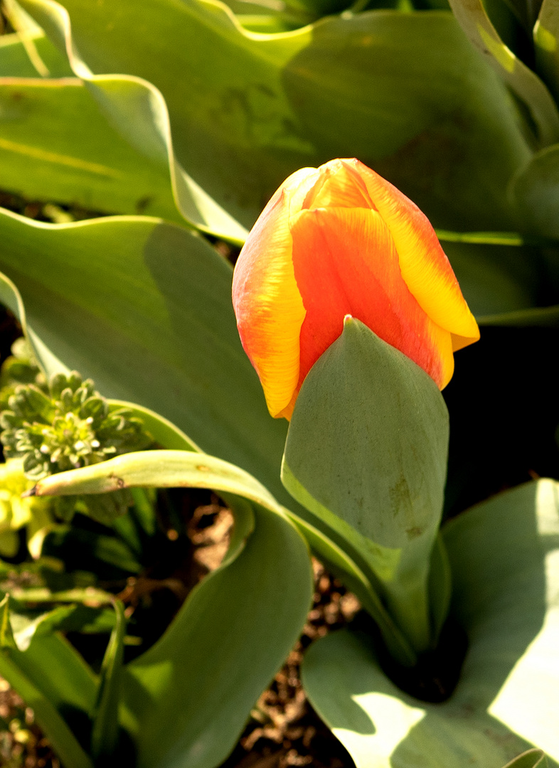 Die erste Tulpe