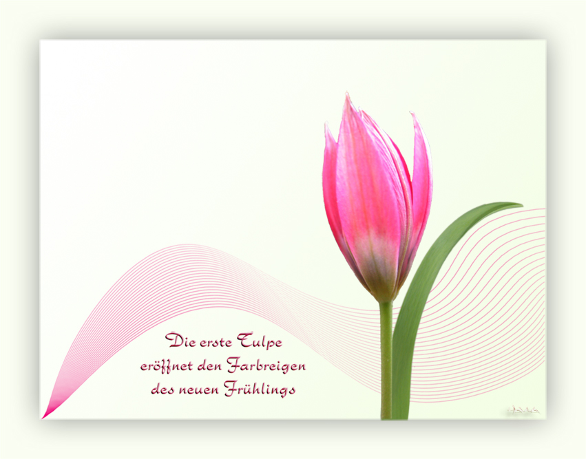 Die erste Tulpe