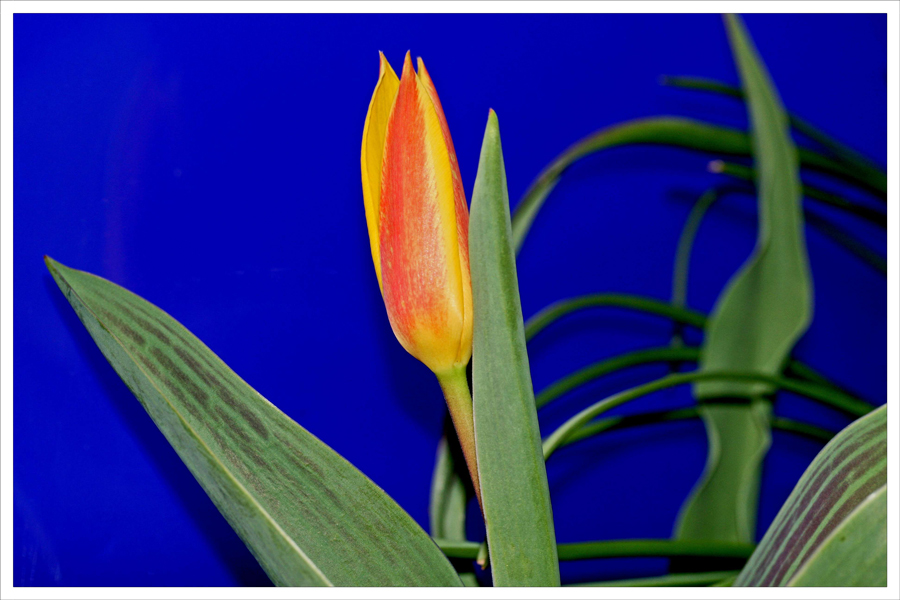 die erste Tulpe