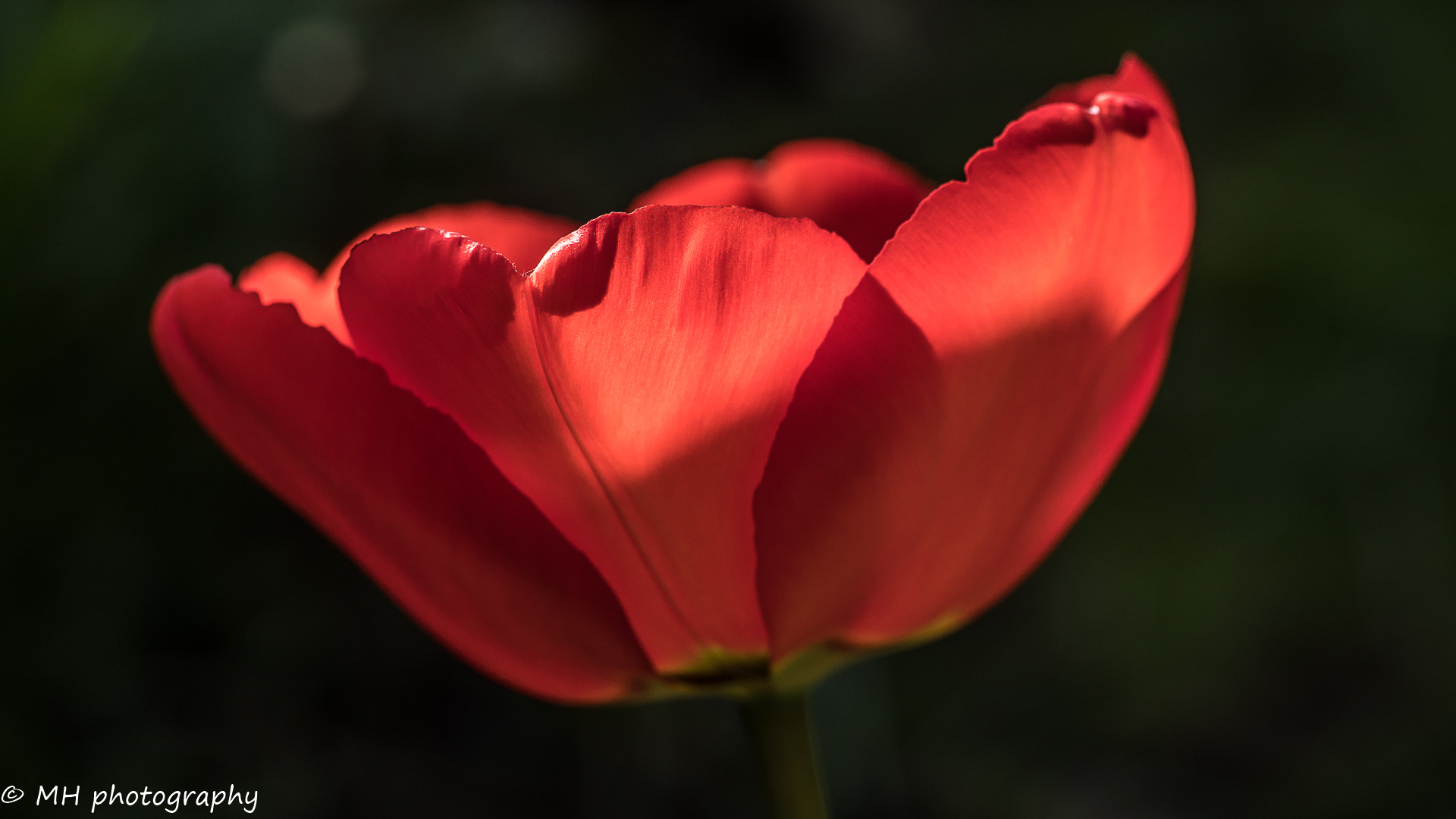 Die erste Tulpe im Garten