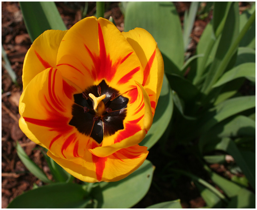 Die erste Tulpe in unserem Garten