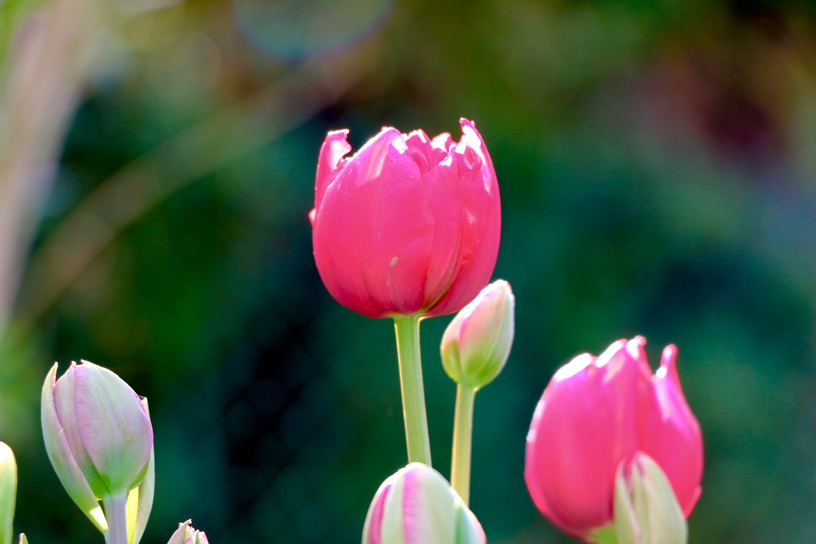 Die erste Tulpe ist da :)