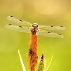 Die erste Vierflecklibelle an meinem Teich.