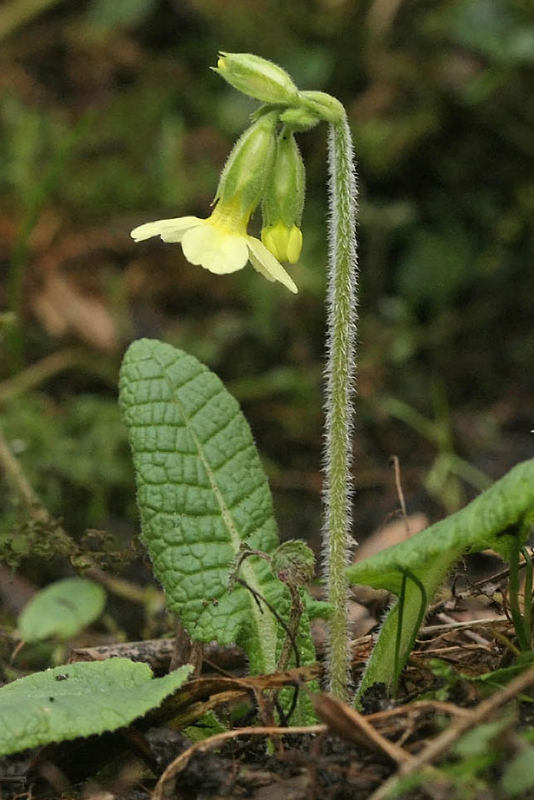 Die erste Waldschlüsselblume