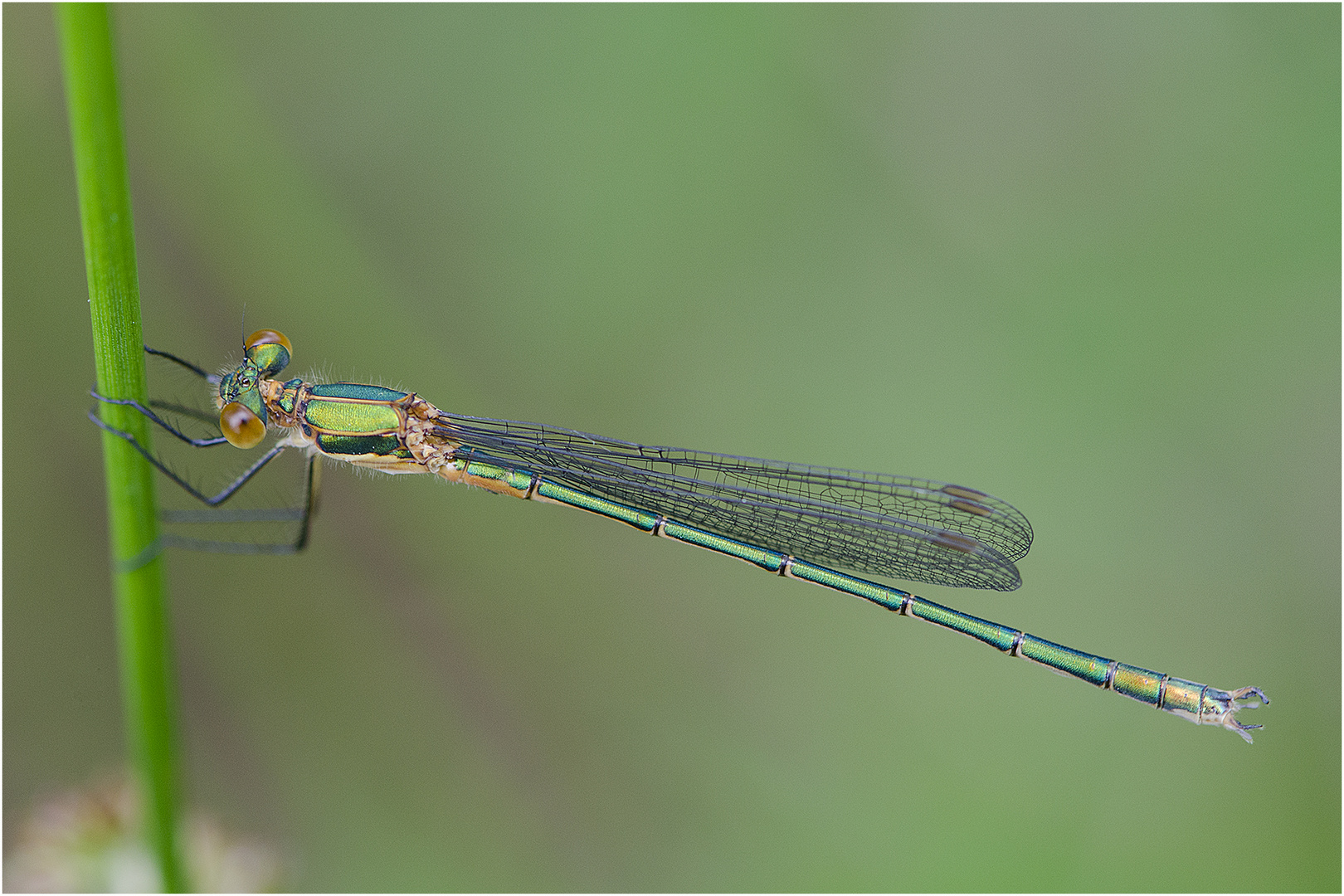 Die erste Weidenjungfer (Chalcolestes viridis) des Jahres . . .