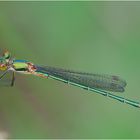 Die erste Weidenjungfer (Chalcolestes viridis) des Jahres . . .