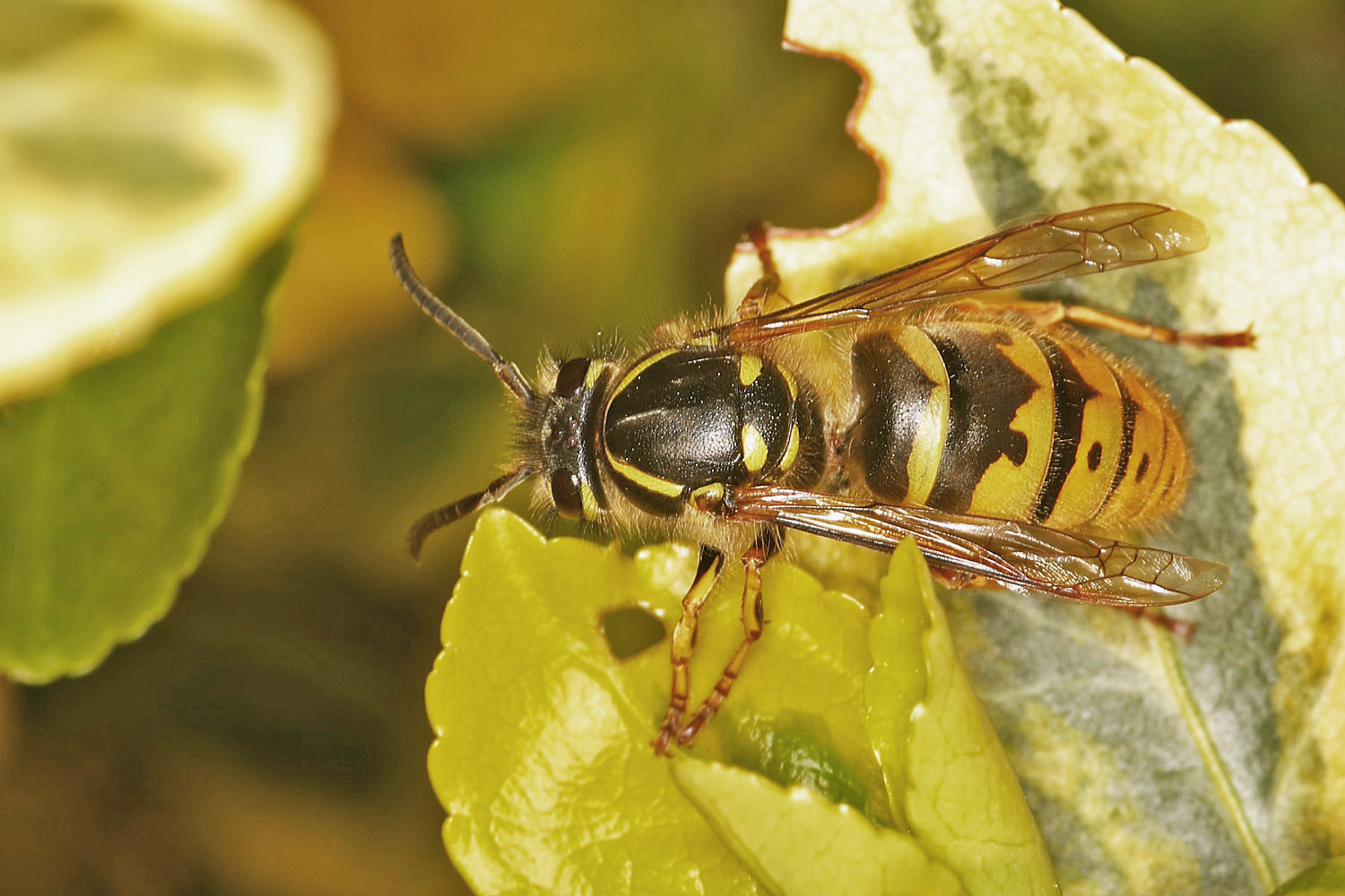 die erste Wespe im Garten