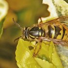 die erste Wespe im Garten