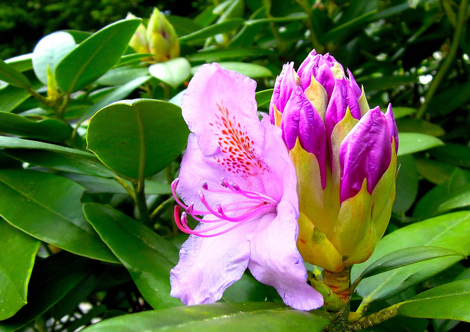 Die erste zarte Blüte am Rhododendron