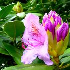 Die erste zarte Blüte am Rhododendron