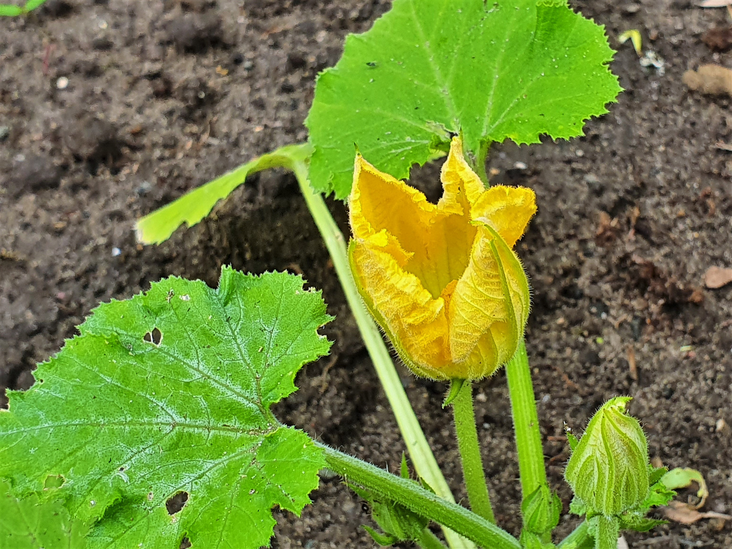 Die erste Zucchiniblüte