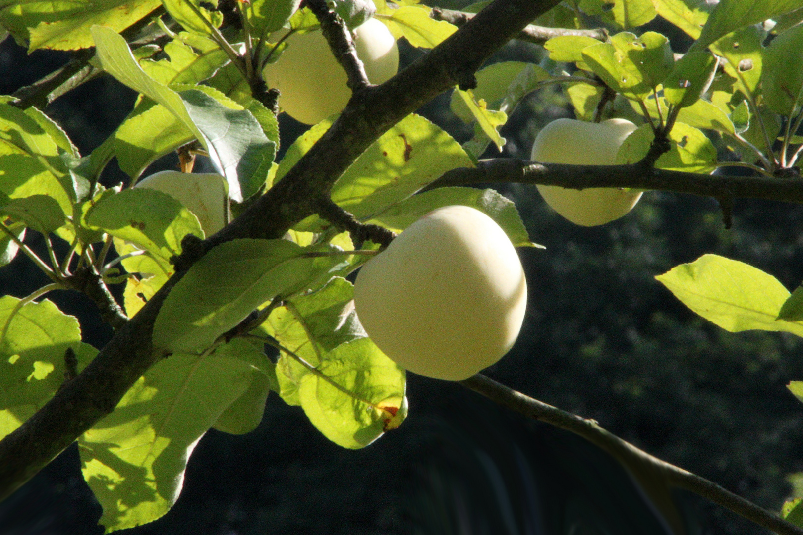 die ersten Äpfel sind reif