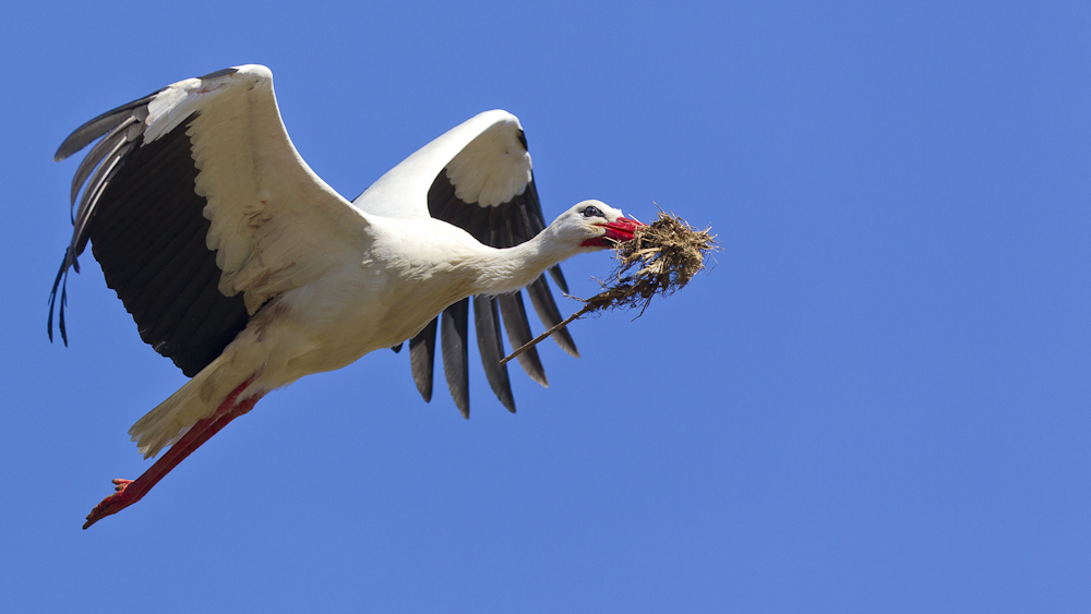 die ersten afrikaner sind zurück