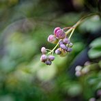 Die ersten Akebia-Blüten sind da