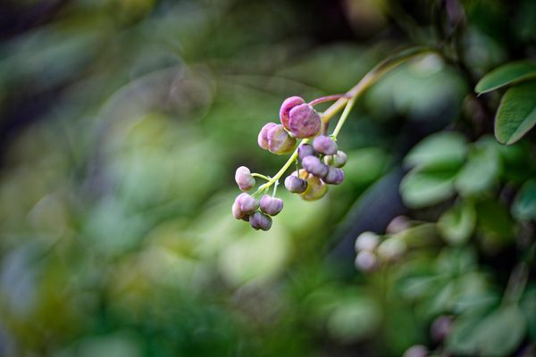 Die ersten Akebia-Blüten sind da