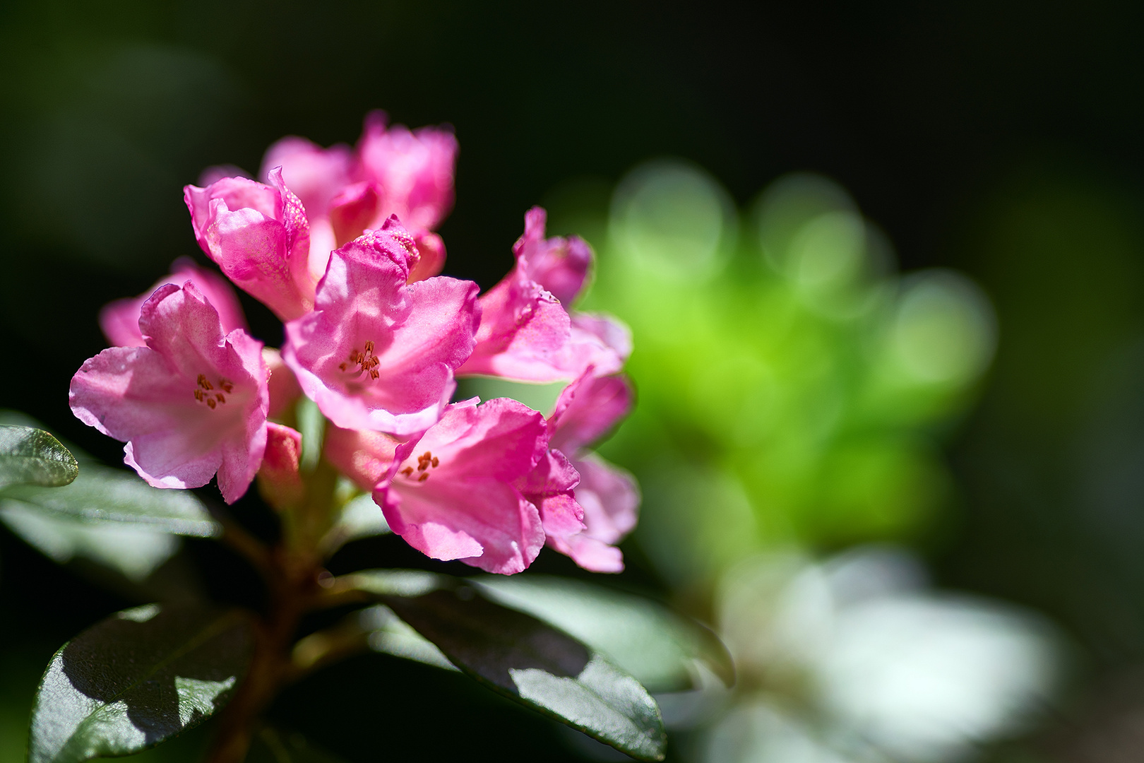 Die ersten Almrosen