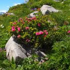 Die ersten Alpenrosen am Bergweg zum Bonistock