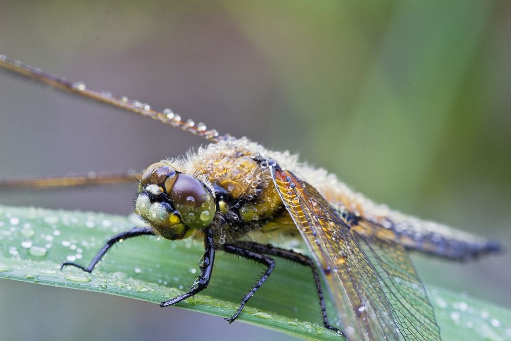 Die ersten am Teich und im Garten 3 Foto & Bild tiere, wildlife