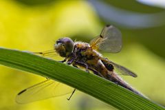 Die ersten am Teich und im Garten 5