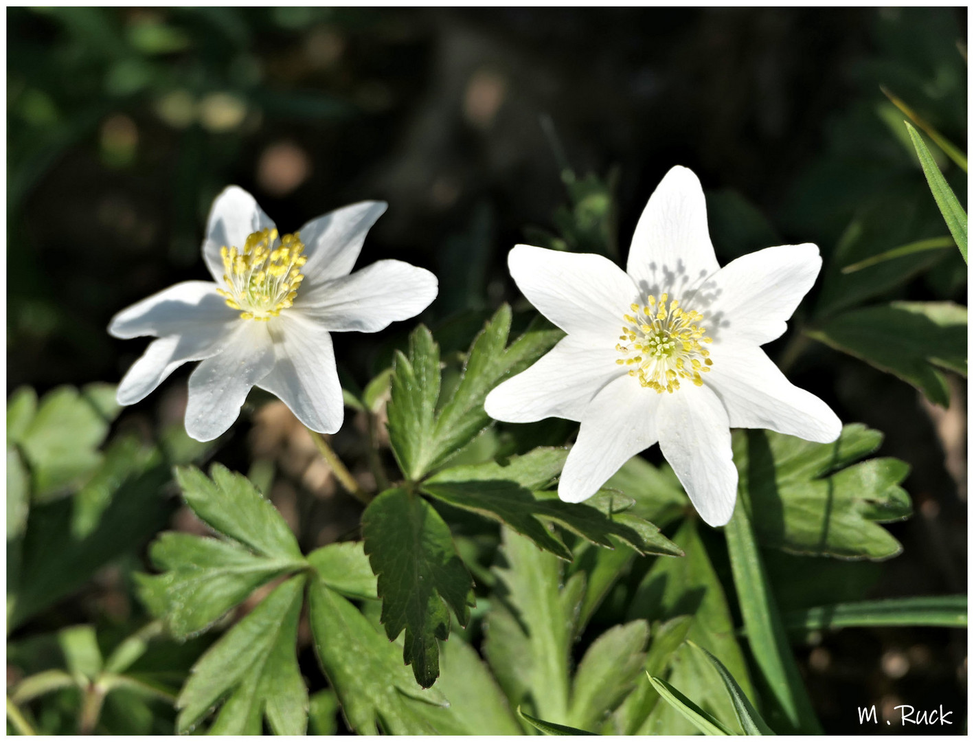 Die ersten Anemonen sind erblüht !