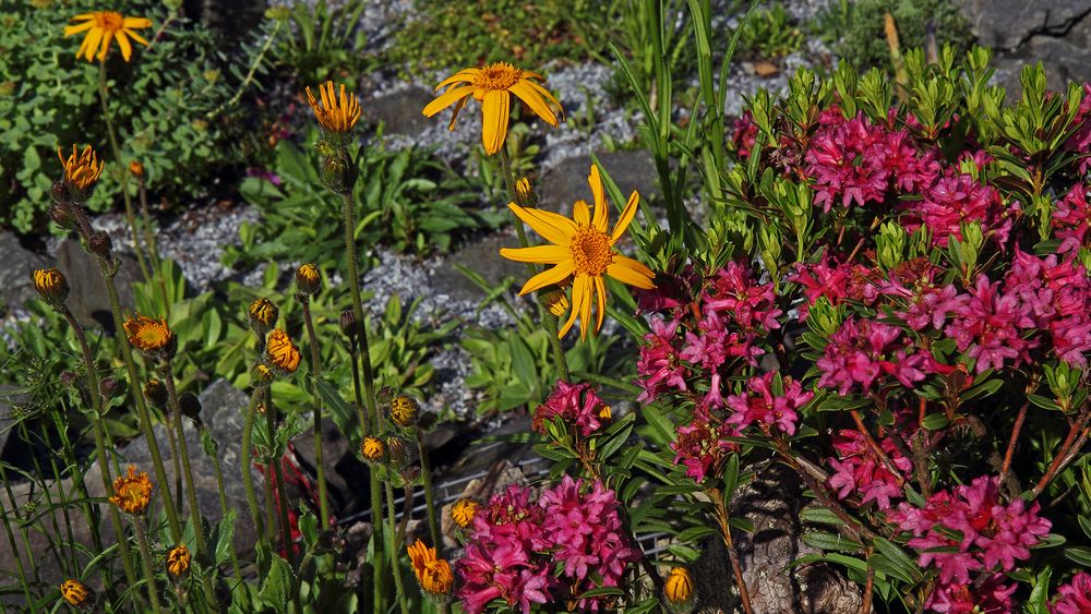 Die ersten  Arnika (Arnica monrtana), eine besondere Freude für mich...