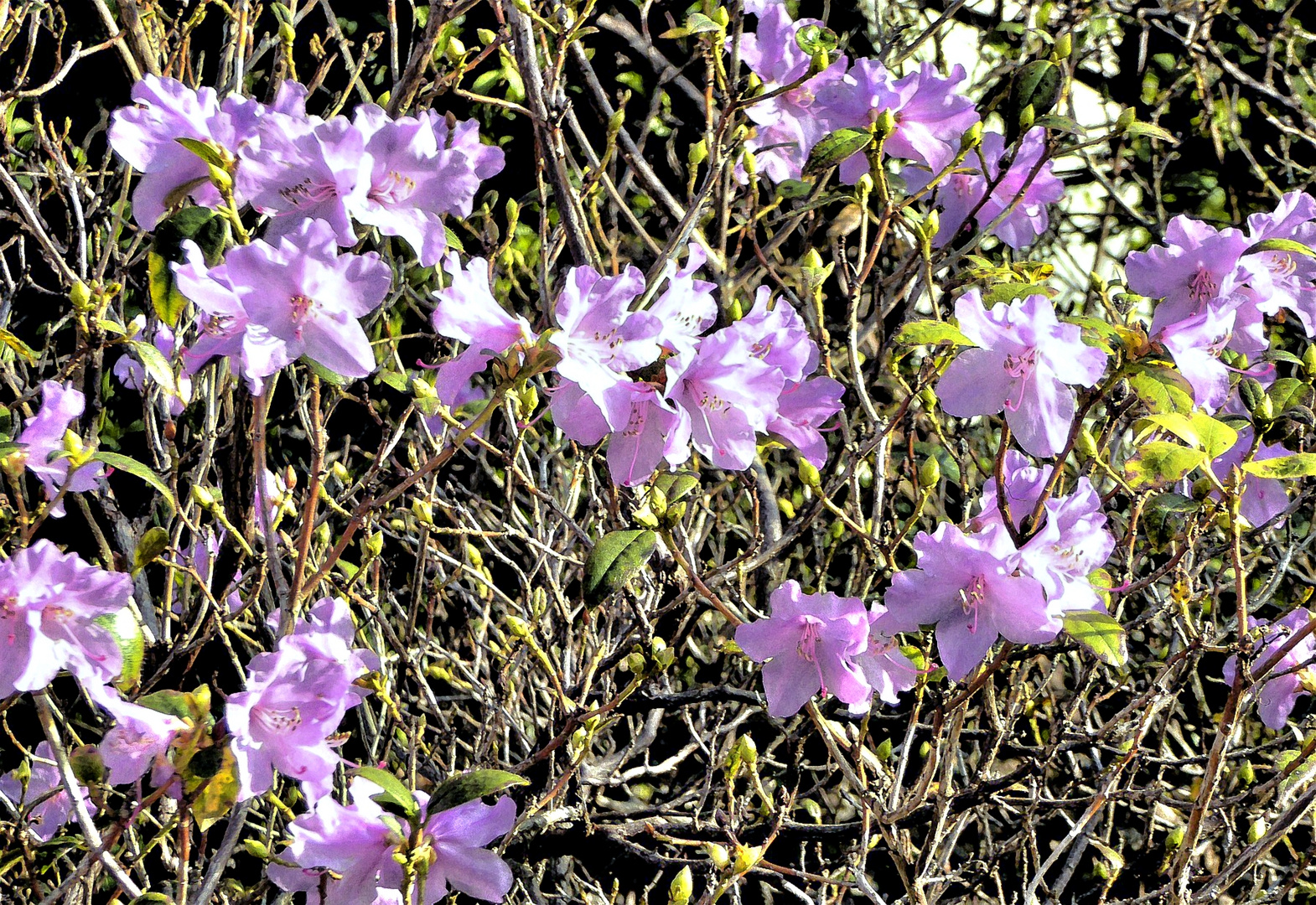 Die ersten Azaleen im Februar in lila-rosa