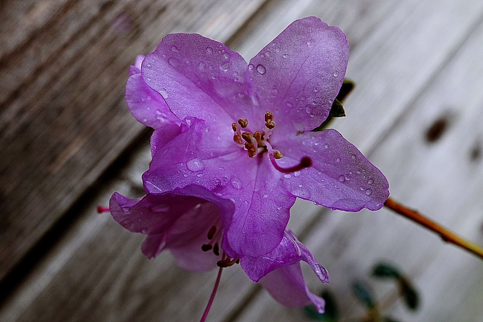 die ersten Azaleenblüten sind schon bei uns im Garten