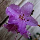 die ersten Azaleenblüten sind schon bei uns im Garten