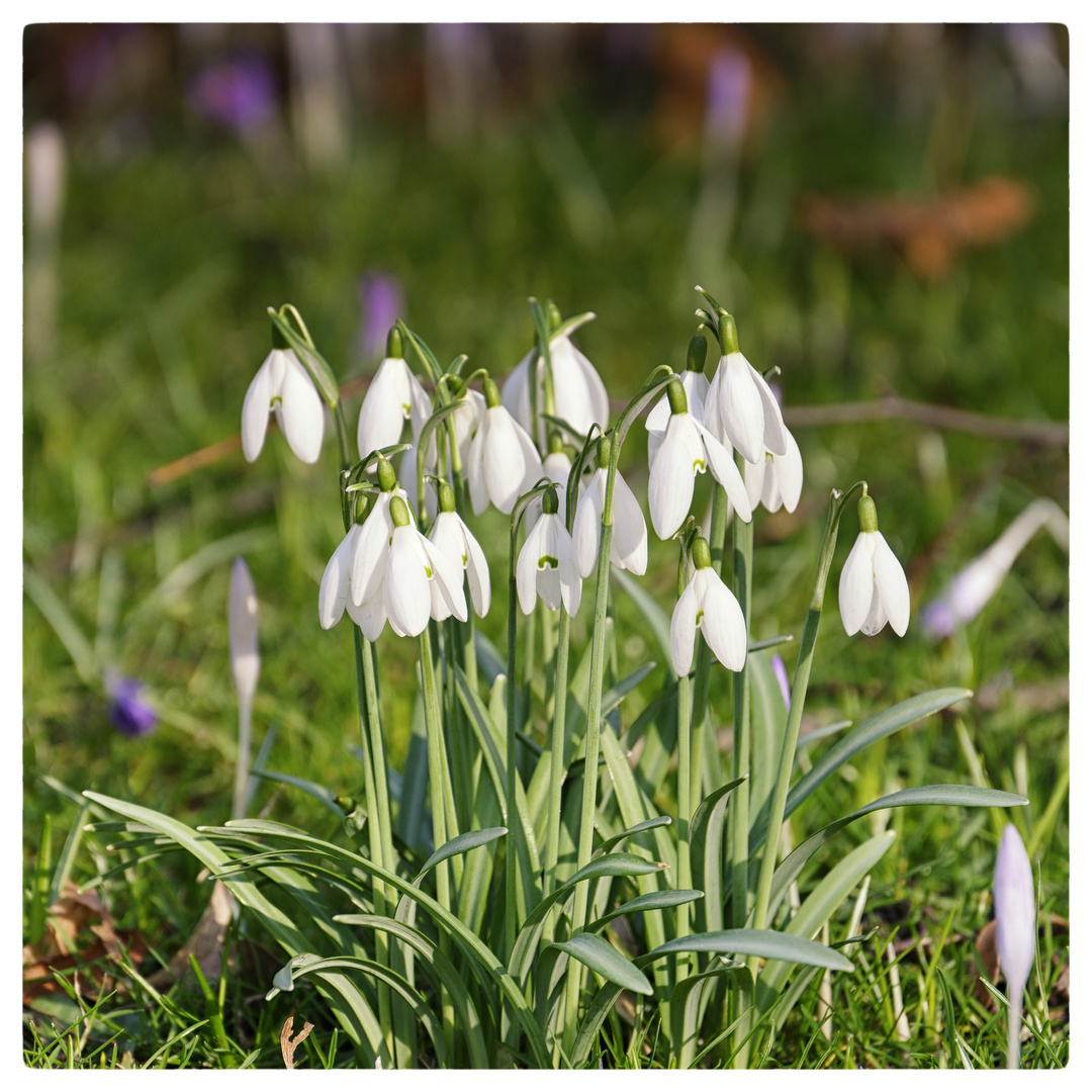 die ersten bald ist Frühlingsboten