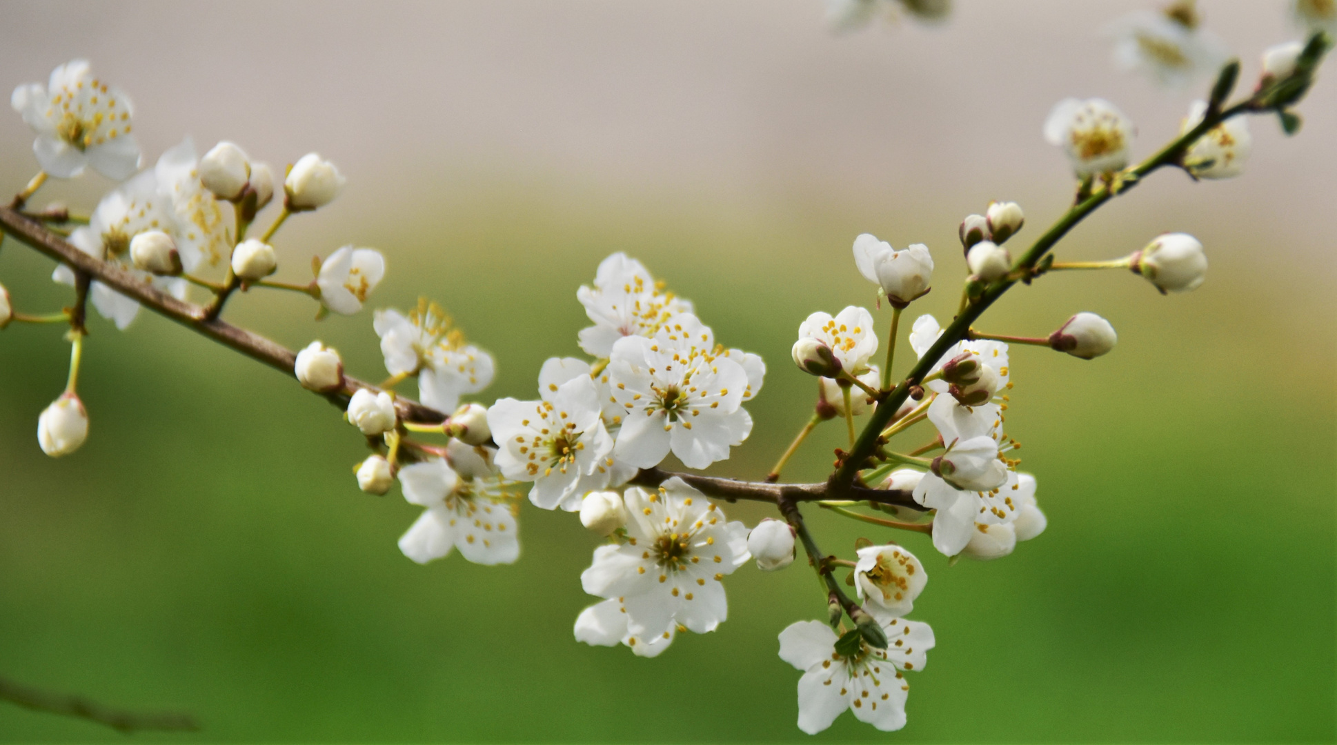 Die ersten Baumblüten 2019