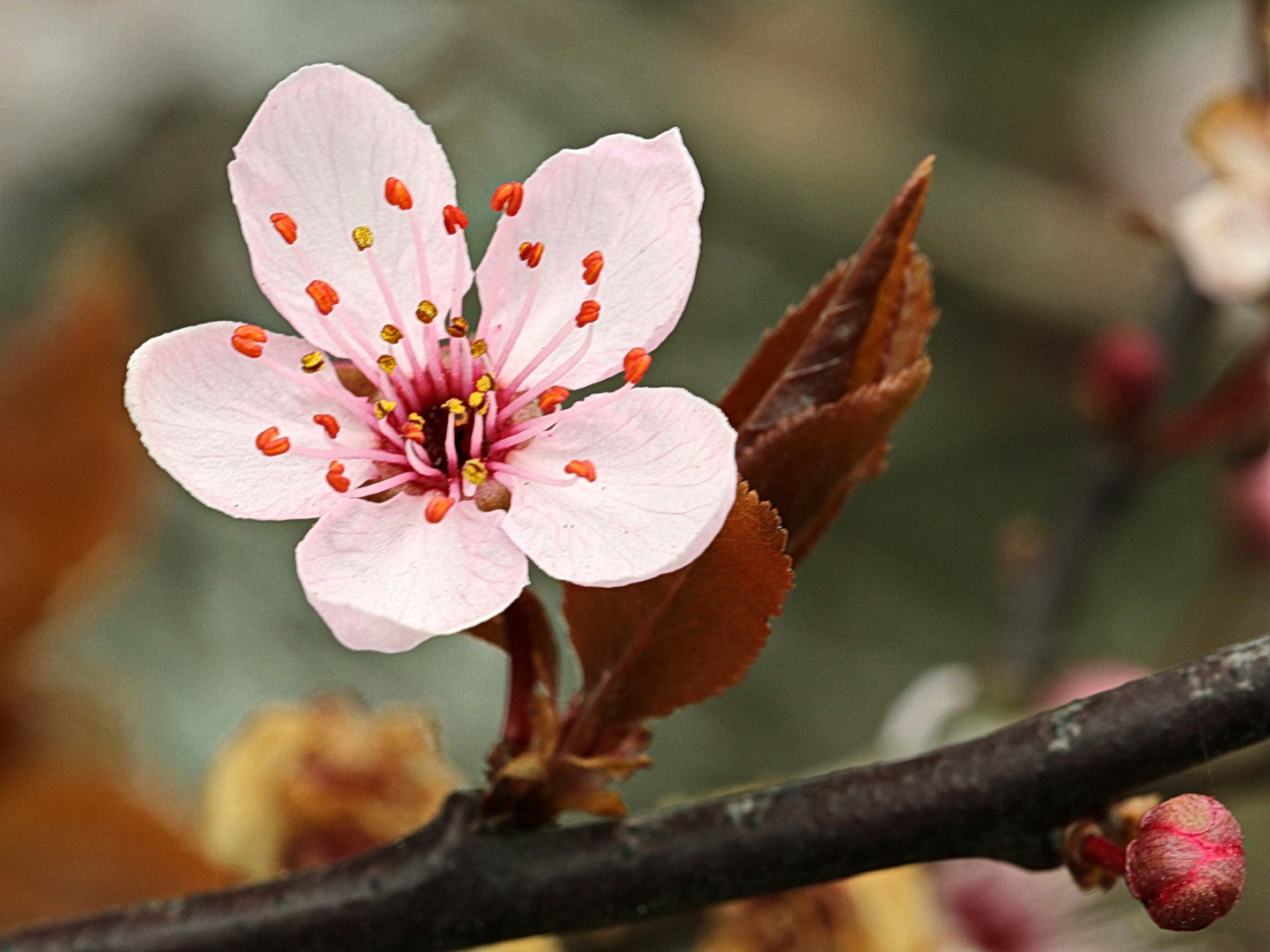Baumblüten Kalender Scharten 