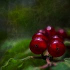 Die ersten Beeren